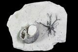 Fossil Crinoid Holdfast And Snail Plate - Indiana #106285-1
